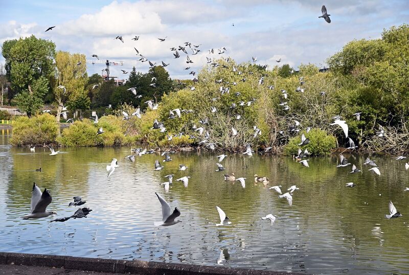 Birds in flight over the Lough, Cork.