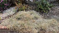 Can you save your damaged scorched plants after summer?