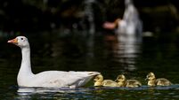 No signs of distressed fish despite 'green algae' water at The Lough 
