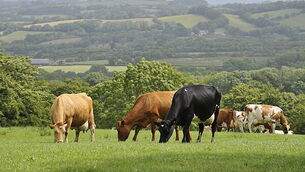 6144662 Farming - Livestock