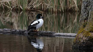 1483623048 Wetlands, Efficient Carbon Sinks, Are Threatened Across Europe