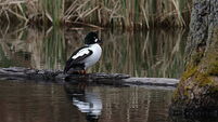 Wetlands, Efficient Carbon Sinks, Are Threatened Across Europe
