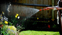 Woman using a garden hose . There are hosepipe bans planned for some parts of the south of England UK
