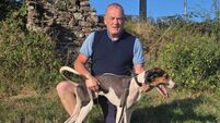 Cork Draghunting: Border Mystery lands the spoils at Monard