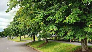 <p>Some of the trees on Knockfree Avenue in Farranree which have been earmarked for removal. Image: Save the Knockfree Avenue Trees on Facebook</p> <p>Some of the trees on Knockfree Avenue in Farranree which have been earmarked for removal. Image: Save the Knockfree Avenue Trees on Facebook</p>