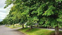 Farranree locals say they will chain themselves to trees if council insists on removing them
