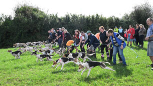 <p>And they're off... Action from the Donal O'Mahony Memorial Draghunt, sponsored by Butler Technologies, at Blarney. Picture: Larry Cummins</p>