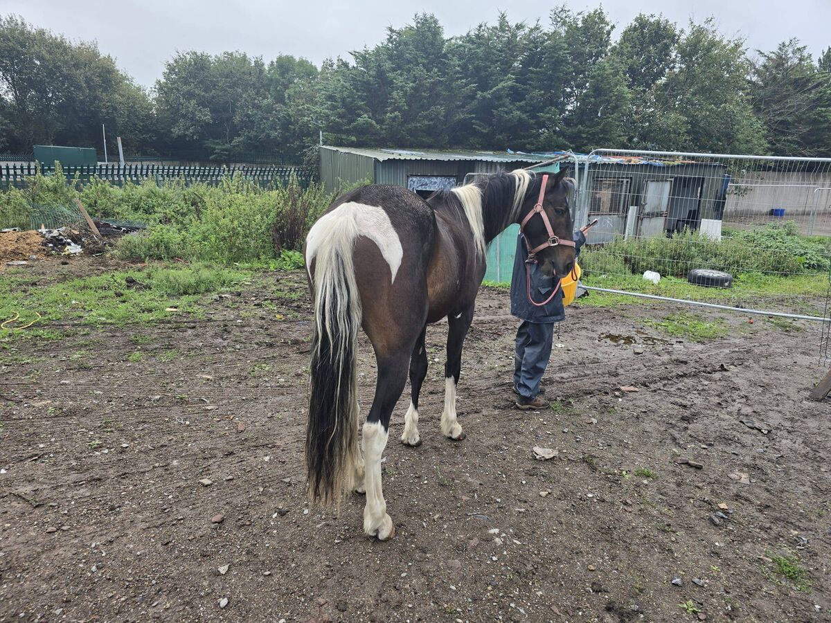 The NSPCA seized 10 dogs, one pony and one horse during the operation.