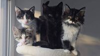 Cork refuge is turning away kittens as evictions and lack of neutering see numbers rise