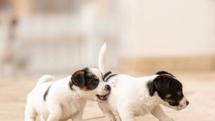 <p>Wanting a dog and being ready to house one are two different things. Picture: iStock</p> <p>Wanting a dog and being ready to house one are two different things. Picture: iStock</p>