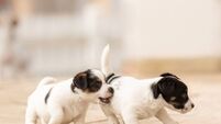 Puppy 6 weeks old playing together. Group of purebred very small Jack Russell Terrier baby dogs