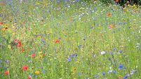 Community meadow taking root in Togher to help boost biodiversity