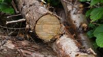 Cork councillor seeks pause on tree removal at area earmarked as possible ecology park