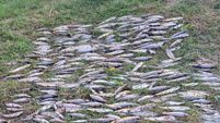 Cork county mayor wants to see salmon hatchery reopened following fish kill