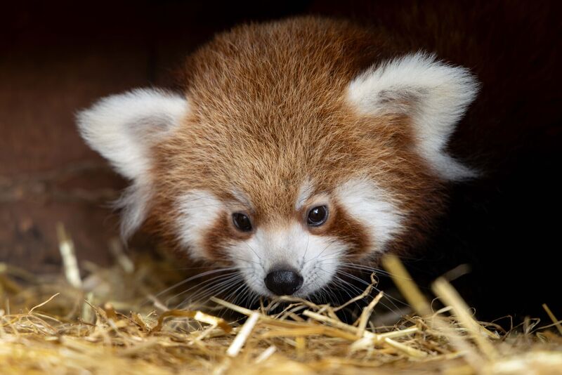 Cork's Fota Wildlife Park has announced the arrival of two endangered red panda cubs, born at the park. Picture: Michael O'Sullivan / OSM PHOTO Cork's Fota Wildlife Park has announced the arrival of two endangered red panda cubs, born at the park. Picture: Michael O'Sullivan / OSM PHOTO