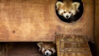 Cork's Fota Wildlife Park announces birth of two endangered red panda cubs Cork's Fota Wildlife Park announces birth of two endangered red panda cubs