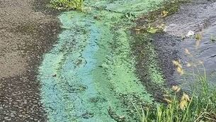 <p>Excess nitrogen can lead to algal blooms, above, block sunlight from reaching underwater plants, cause fish deaths, and make water unsafe for human consumption.</p> <p>Excess nitrogen can lead to algal blooms, above, block sunlight from reaching underwater plants, cause fish deaths, and make water unsafe for human consumption.</p>