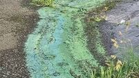 Farmers being blamed for increased nitrogen in Cork rivers