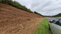 Scrub clearance in Curraheen described as a 'disaster' for hedgehogs, birds, bats and more