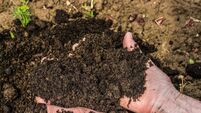 Soil in senior Women's  hands.