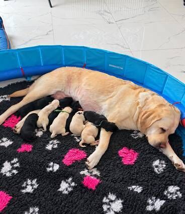 Echo with mum Ellie and siblings. The pups have been given Cork-linked names. 