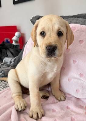 The next stage is for Echo and her siblings to be allocated a foster home for the next 12 months of their life.