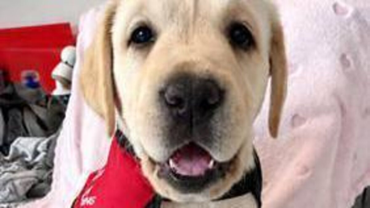 John Dolan: What a newshound... meet the assistance dog called ‘Echo’!