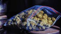 Cannabis ready to roll