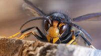 Asian hornet from Catalonia - portrait