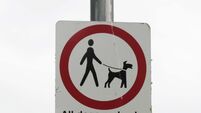 Man on theft charges says he needs bail to give him time to find home for dog