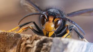 <p>The Asian hornet is a species of hornet indigenous to Southeast Asia. It is of concern as an invasive species in European countries. Picture: iStock</p> <p>The Asian hornet is a species of hornet indigenous to Southeast Asia. It is of concern as an invasive species in European countries. Picture: iStock</p>