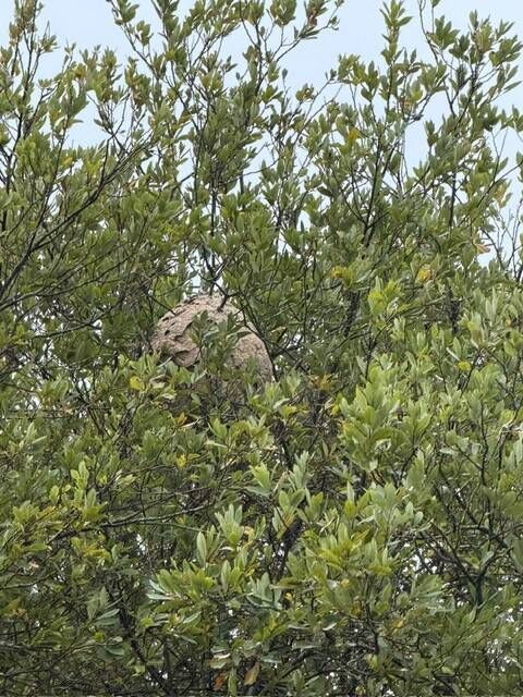 The Asian Hornet nest located on Friday. The Asian Hornet nest located on Friday.