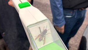 <p>The Asian Hornet nest locating operation.</p>