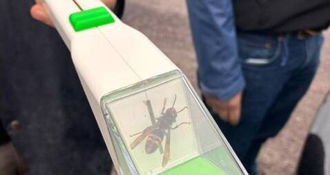 Asian hornet's nest located near Ringaskiddy after tracking device attached to insect