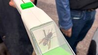 Asian hornet's nest located near Ringaskiddy after tracking device attached to insect