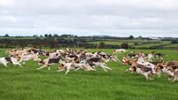 Not Now Al produces the goods at Senior All-Ireland Draghunt in Glenville