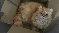 'I can't imagine our lives without him': Cork family devastated as pet cat taken by e-bike duo