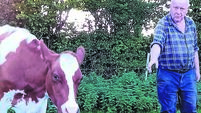 John Arnold: A year since I milked my last cow... and I have no regrets