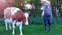 John Arnold: It's been a year since I milked my last cow...do you know when I miss them most?