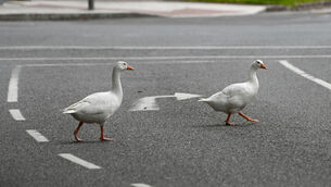 <p>Geese strolling across the road at the Lough in Cork.File picture. Picture: Denis Minihane.</p> <p>Geese strolling across the road at the Lough in Cork.File picture. Picture: Denis Minihane.</p>