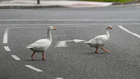 Letter to the Editor: Motorists - beware of geese near the Lough