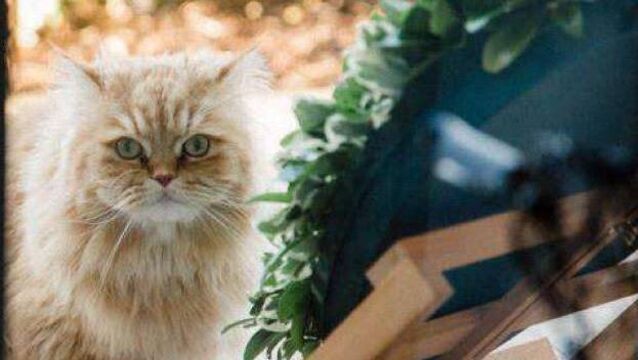 <p>Felix, the 13-year-old pure-bred Persian who was stolen from his home and left for dead. He was later put to sleep.</p>