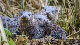 <p>Save Our Bride Otters said the plan to cover over the river will destroy the habitat for fish, birds, bats, and otters, while also severing the community’s connection to its industrial history. Stock image.</p> <p>Save Our Bride Otters said the plan to cover over the river will destroy the habitat for fish, birds, bats, and otters, while also severing the community’s connection to its industrial history. Stock image.</p>