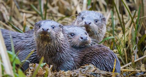 iStock-1481022795.jpg Stroudwater Canal otters