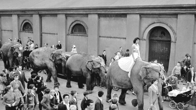 <p>Elephants from Chipperfield’s Circus are led along Albert Road to Kennedy Park on August 1, 1955 - readers recall trips to the circus in today’s Throwback Thursday</p>