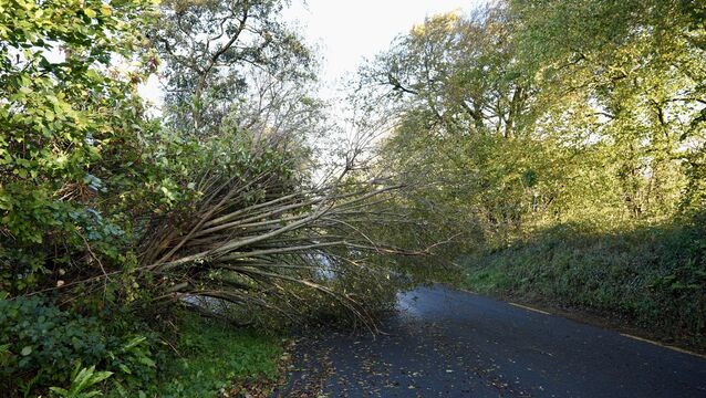<p>A tree down on Bothar Glas, near Carrigaline, after Storm Austen. Picture: Noel Sweeney</p>