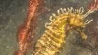 Cork divers discover rare seahorse at Oysterhaven
