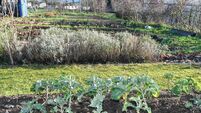 Community projects celebrate success in Pride of Place awards