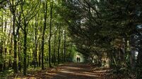 Finding beauty within 5km of my Cork city home
