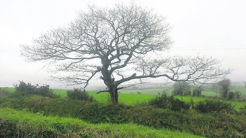 From tiny acorns... how to plant a tree